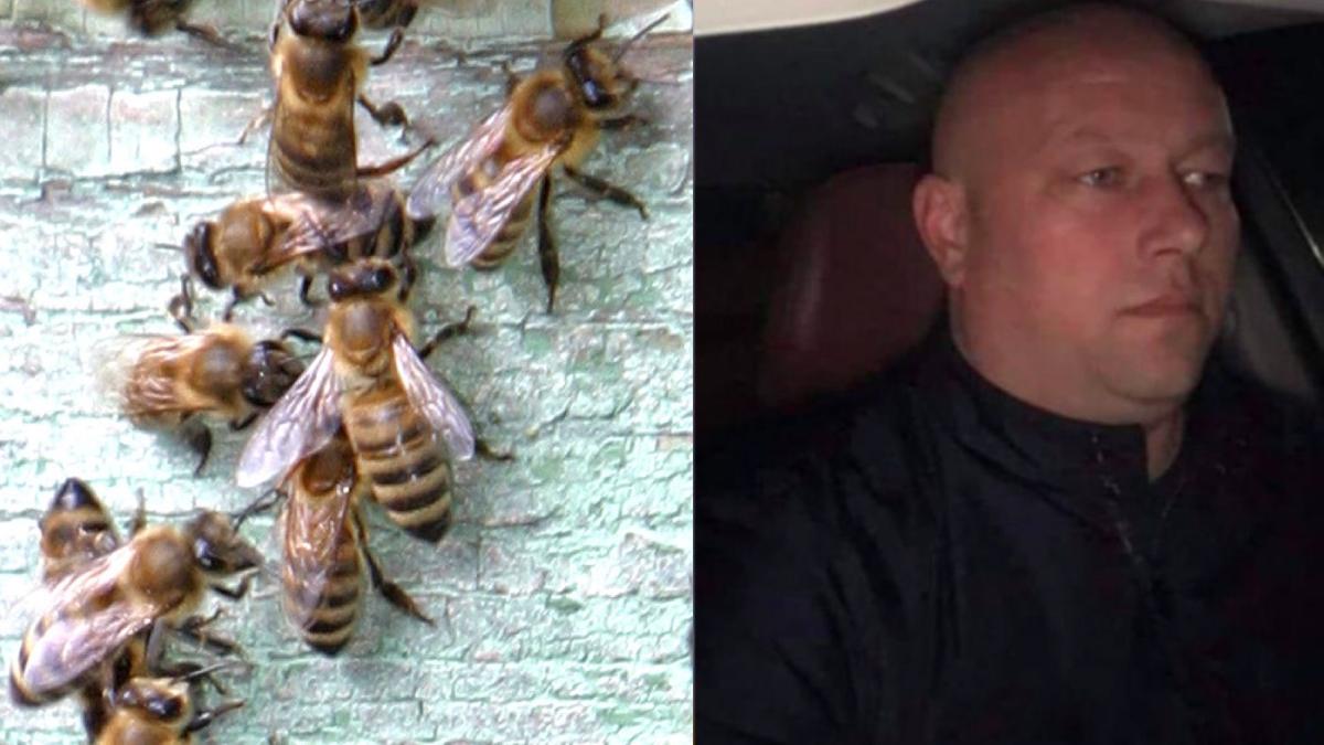 barbat din iasi a murit dupa ce a fost intepat de o albina