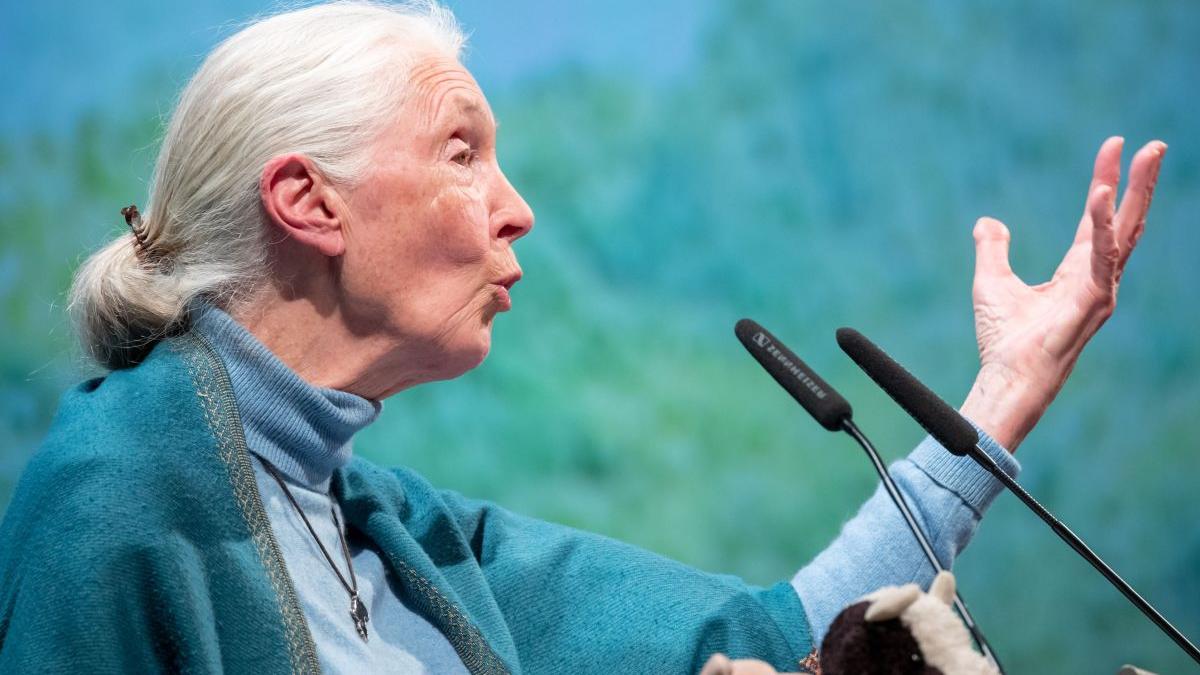 apel trezire cercetator britanic jane goodall omenire distrusa
