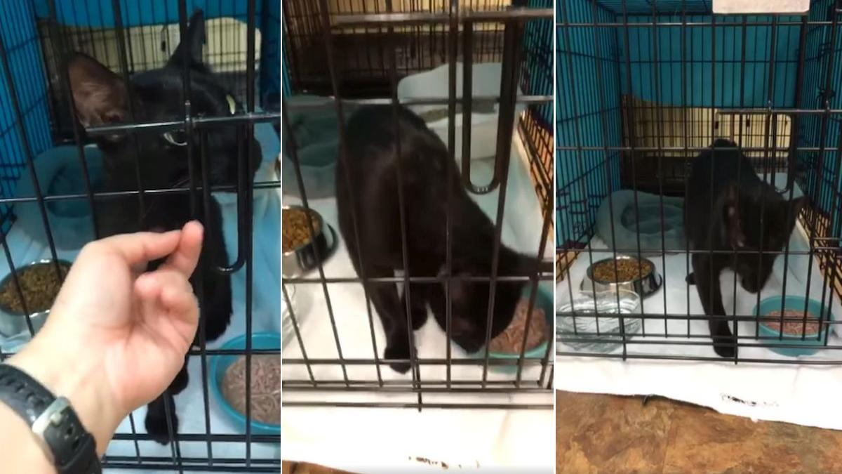 pisica binx champlain towers south prabusire gonzales