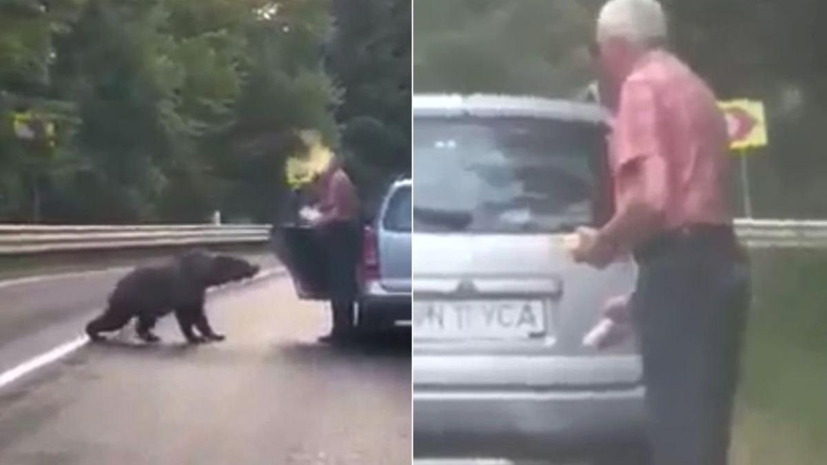 barbat vrancea filmat hraneste periculos urs flamand