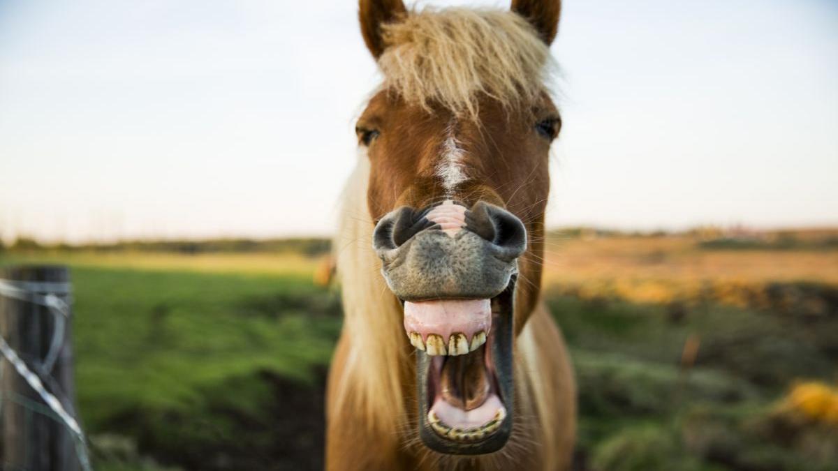 barbat suceava reclamat fiul politie calul vanzare internet