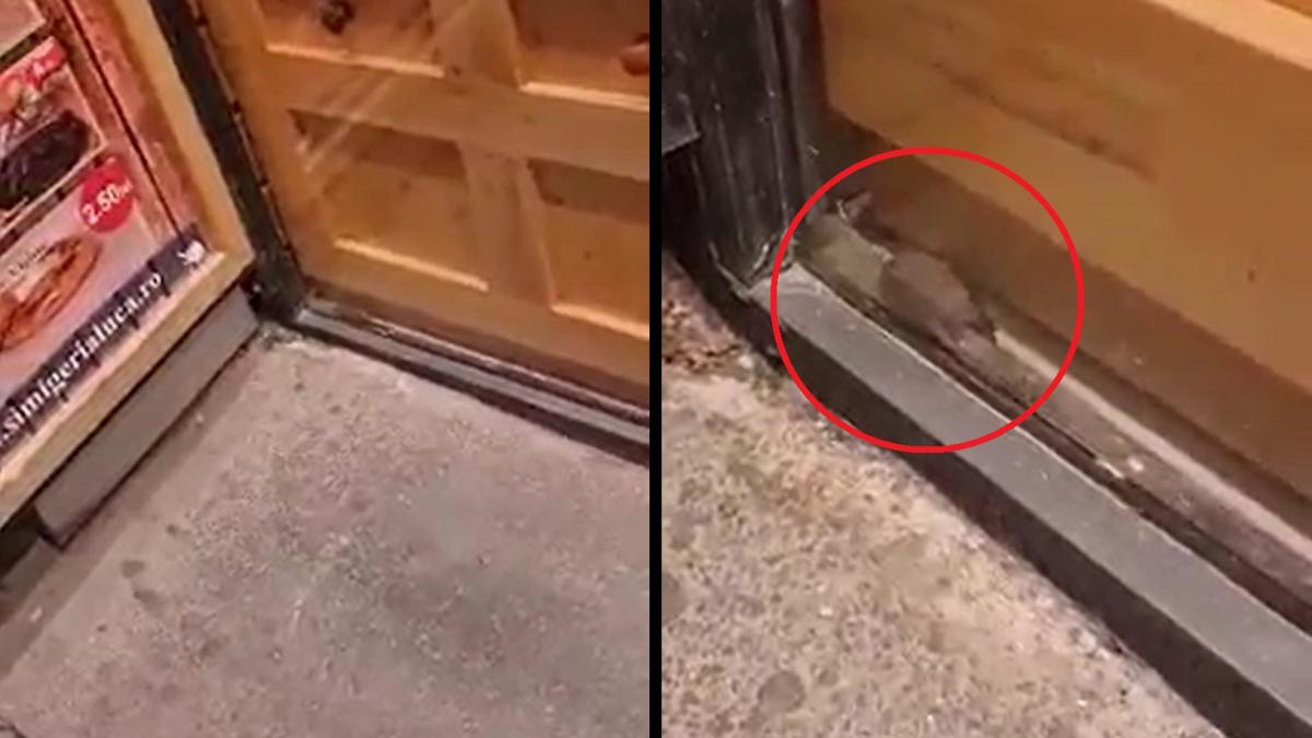 soarece filmat patiserie galati