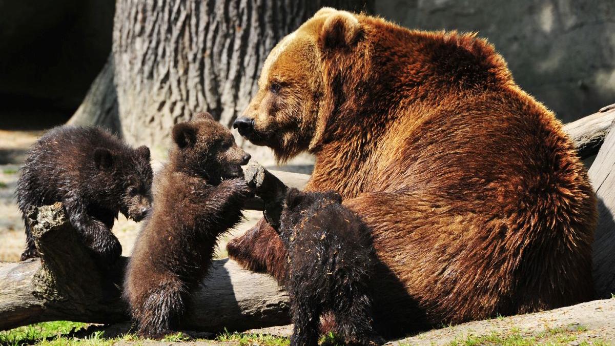 calugar atacat urs padure suceava