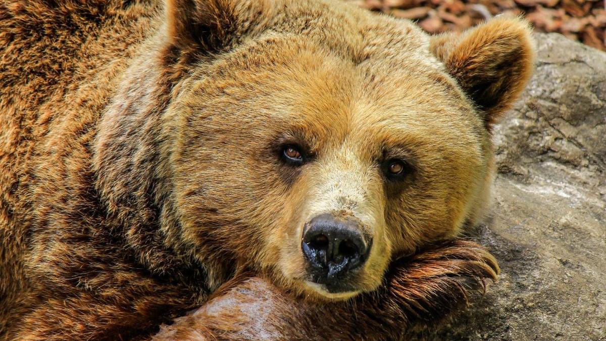 cost salvare barbat atacat grav urs mii euro spitalizare operatii medicamente