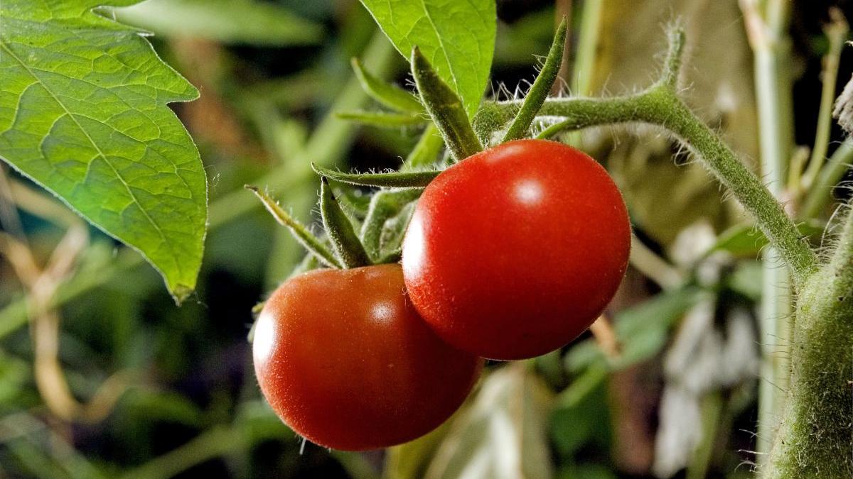 salata rosii romaneasca fel mancare european vara putin calorii