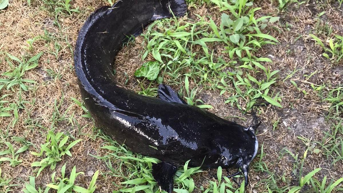 somn african delta dunarii