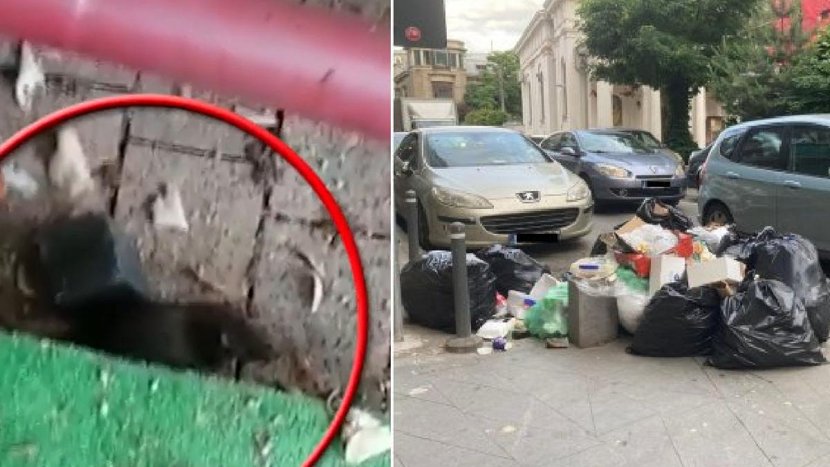 bucuresti micul paris al marilor gunoaie