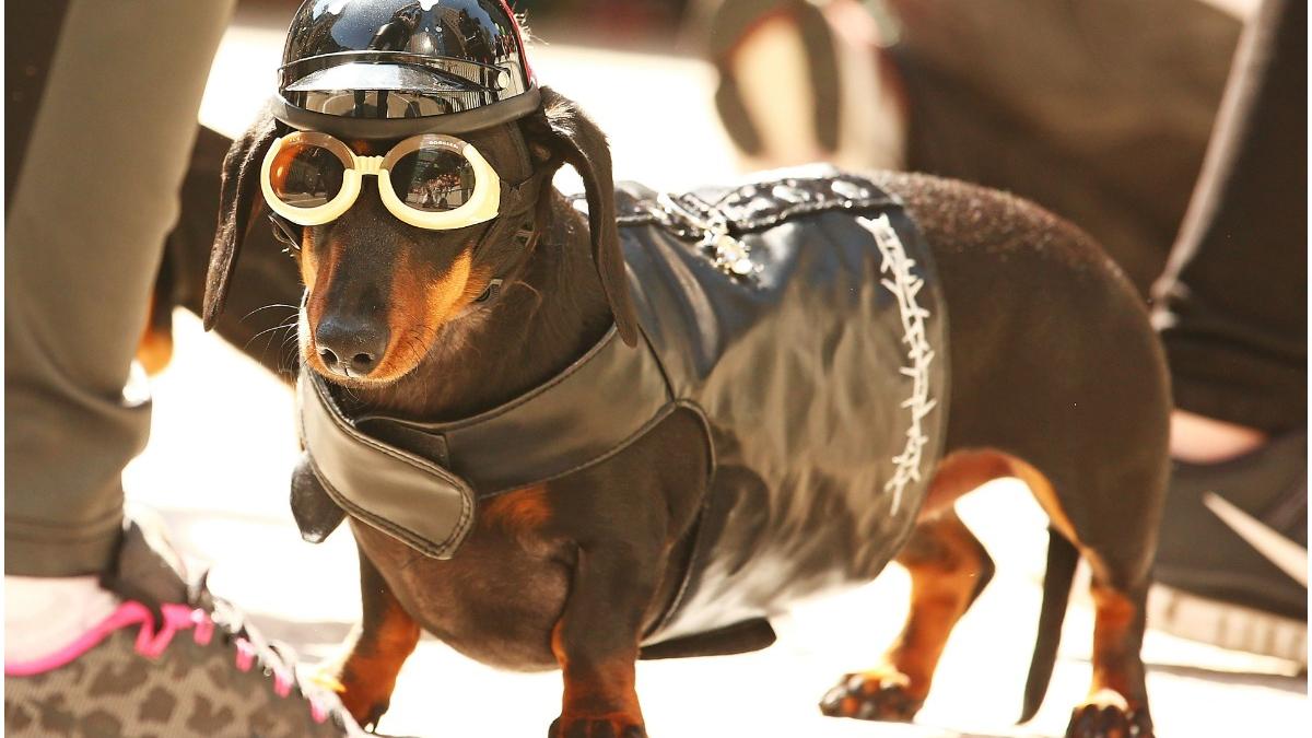 cetateni caini tel aviv adn animale autoritati