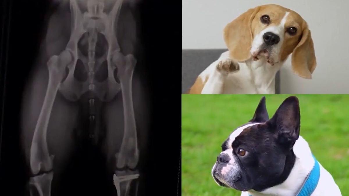 Hernia de disc la câini. Buldog şi Beagle, printre cele mai afectate rase. Dr. Rugină: "Să se intervină în 24 - Vimarsana News