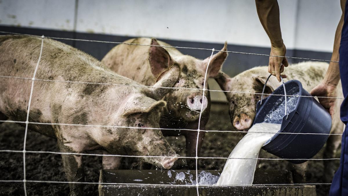 noi reguli crestere porci amenzi