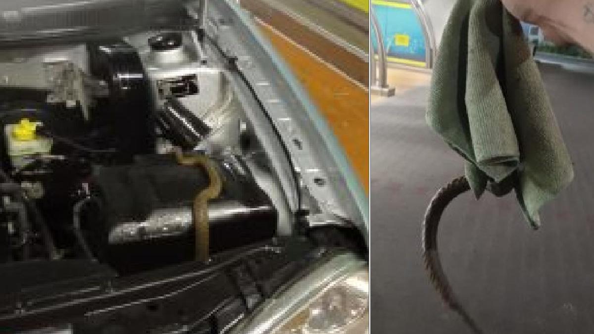 sarpe motor masina baia mare apel 112