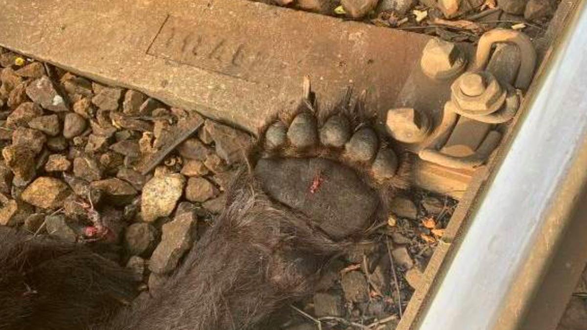 urs lovit de tren caras severin a murit pe calea ferata