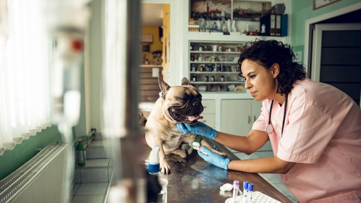 229 animale sterilizate maraton responsabilitate constanta