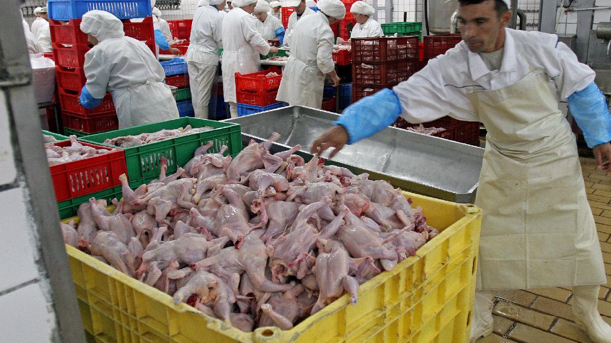 carne de pui analize ph hormoni injectati magazine romania