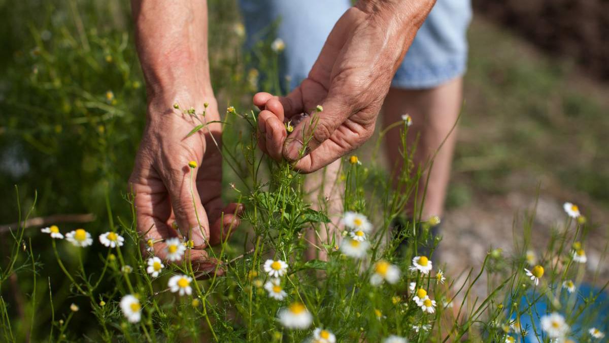 plante medicinale apuseni germania bani grei