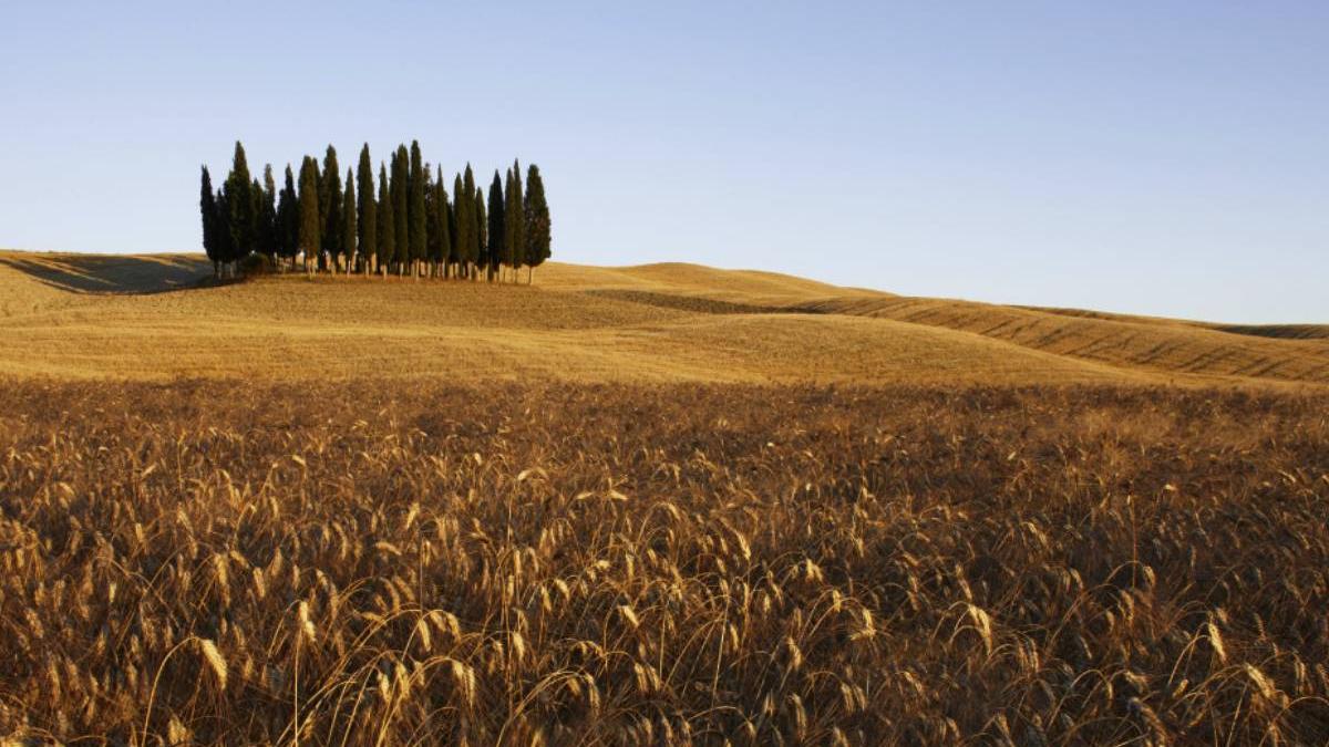 romania productie grau 7 ori mai mare granarul europei