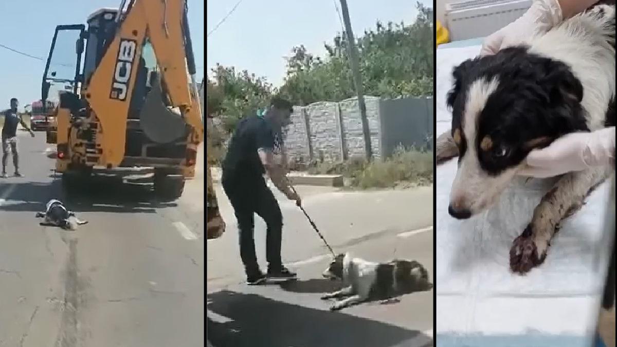 caine tarat zeci de km cu excavatorul salvat de soferii care au blocat in trafic utilajul