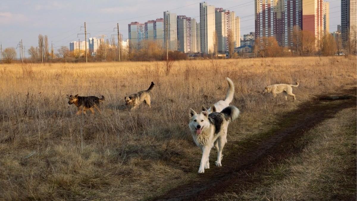 fetita 13 ani ucisa haita 20 caini plimbare curte sua