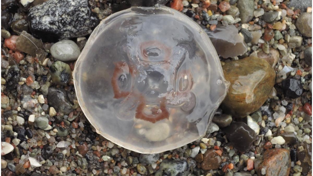 grecia invazie meduze