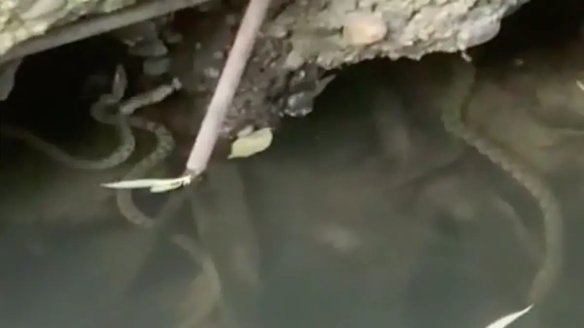 invazie serpi centrul timisoarei imagini video ingrozit localnici