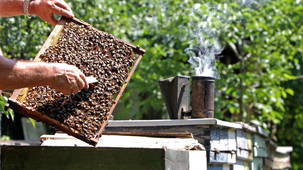 apicultor daune morale vecin intepatura albine iasi