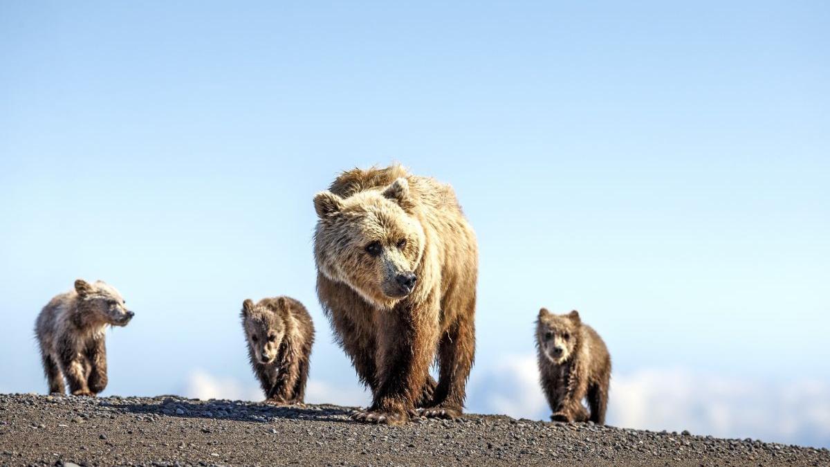 femeie bucuresti amenda hranire ursi transfagarasan