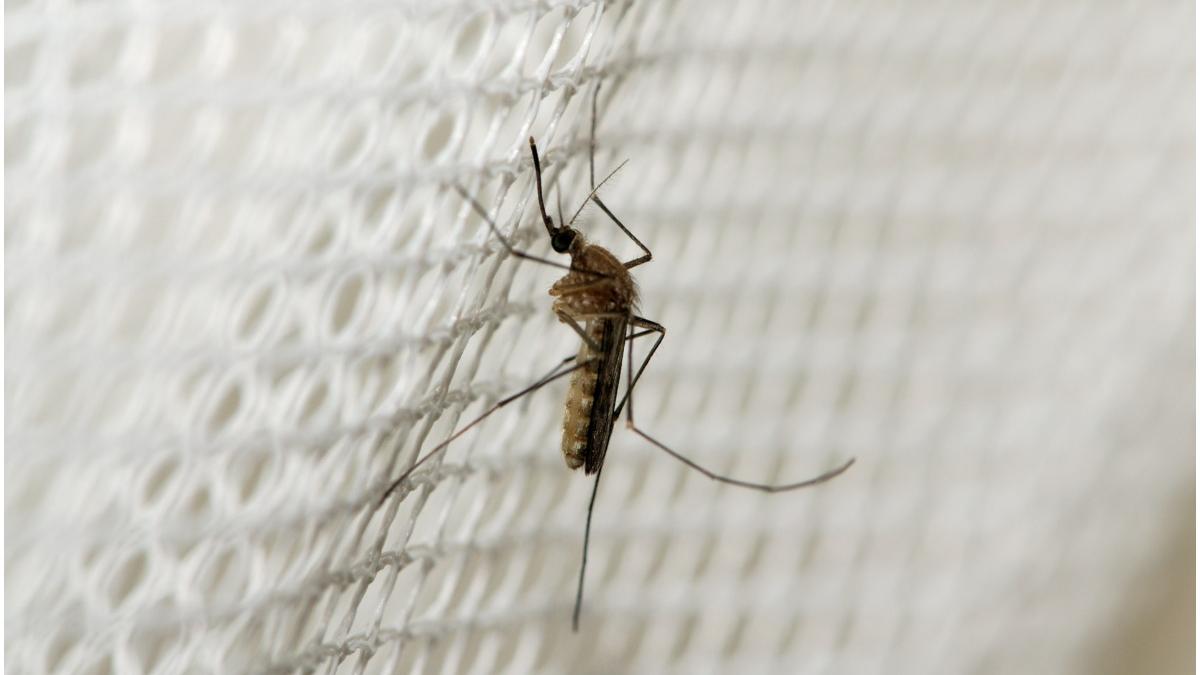 tornada tantari rusia