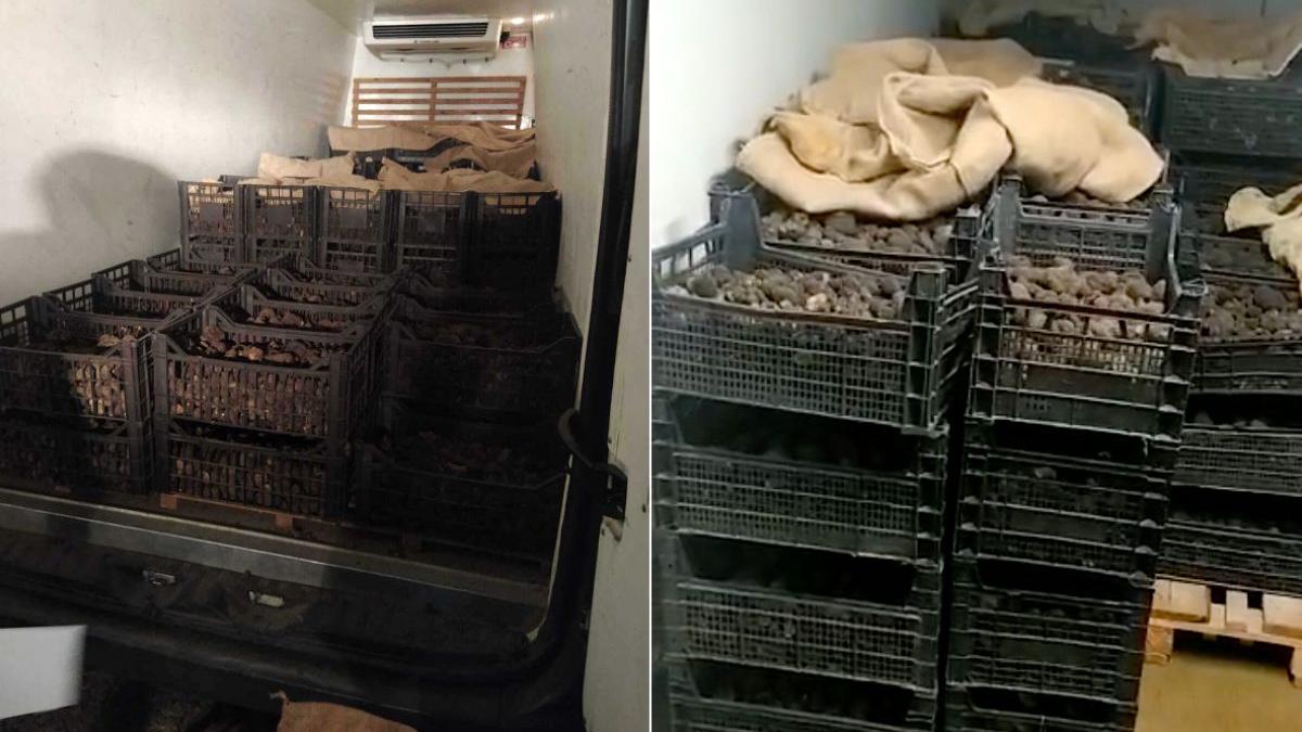 trufe negre confiscate neamt