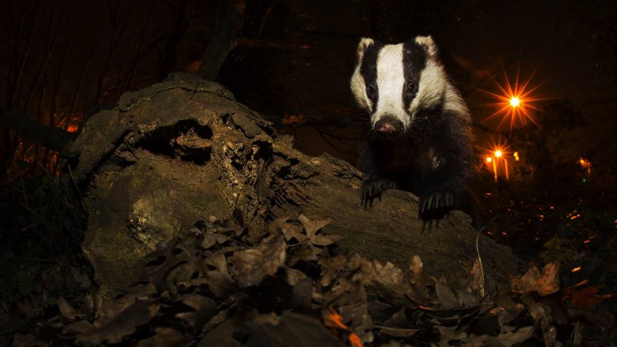 balta rezervatie naturala piscina bursuc canicula