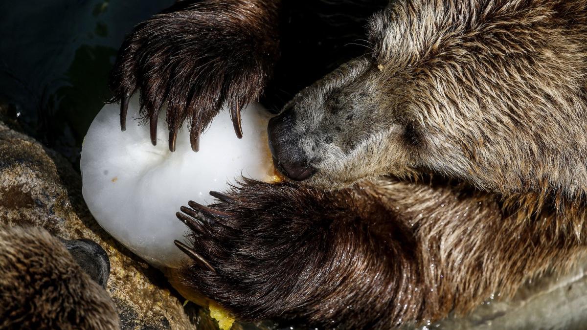 ministerul mediului cere sa se tripleze amenzile pentru persoanele care hranesc ursii