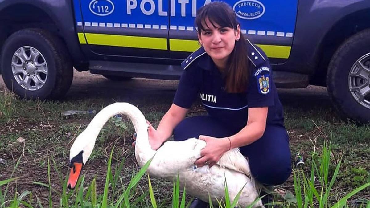 lebada alba ranita grav salvata politie dridu