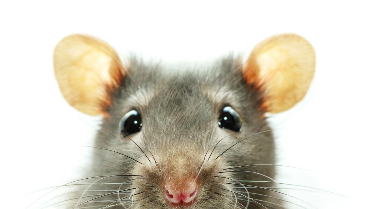 sobolan intrerupe sedinta parlament andaluzia