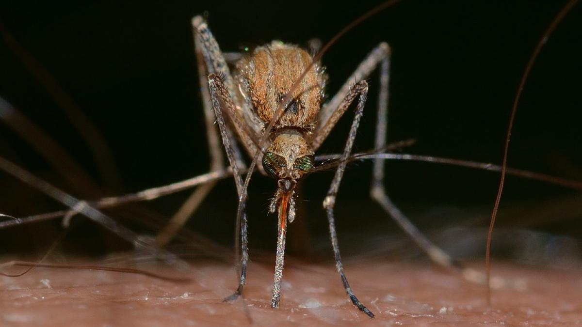 tantari purtatori de virus west nile depistati in capitala autoritatile sunt in alerta