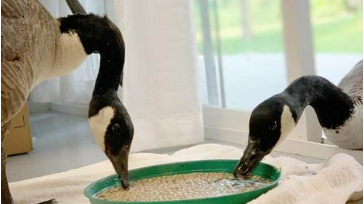 gascan arnold viral internet