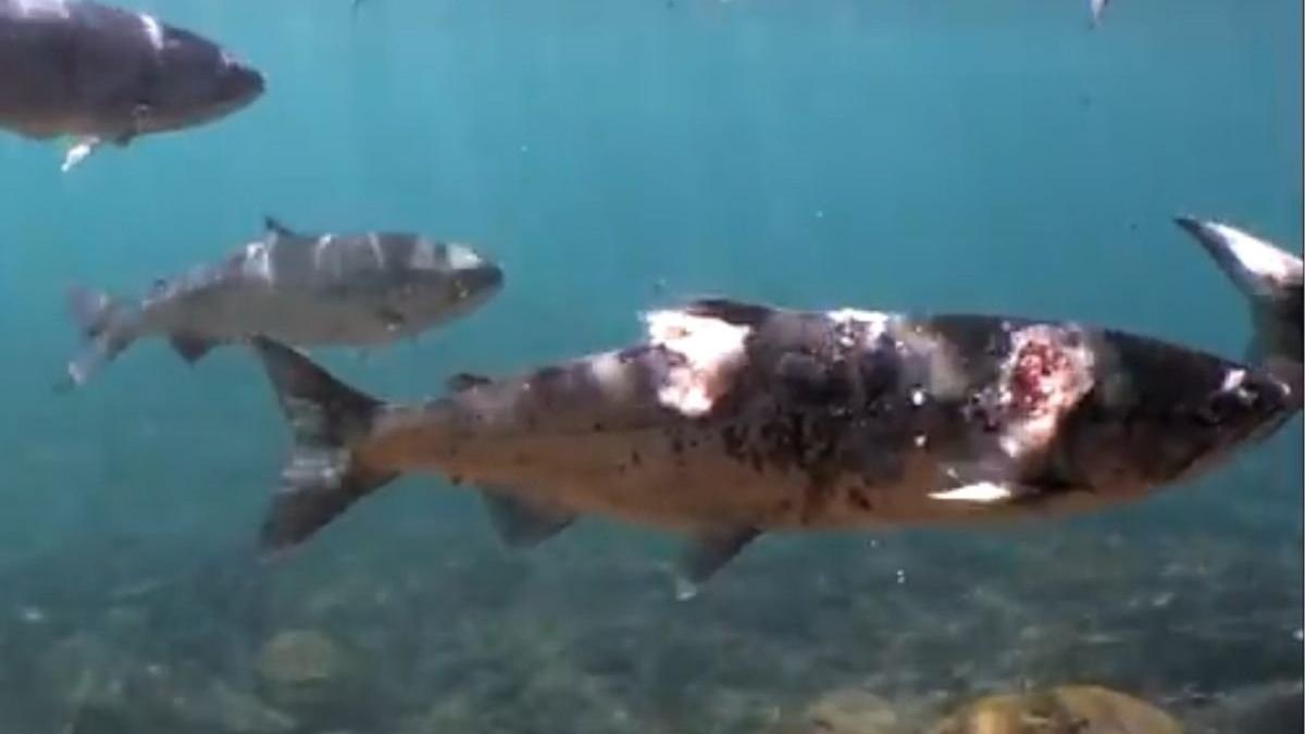 imagini cu mai multi pesti care fierb de vii in apa din cauza temperaturilor record am fost pe