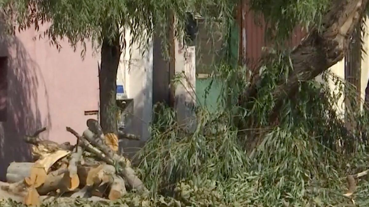 copaci furtuna sector clotilde