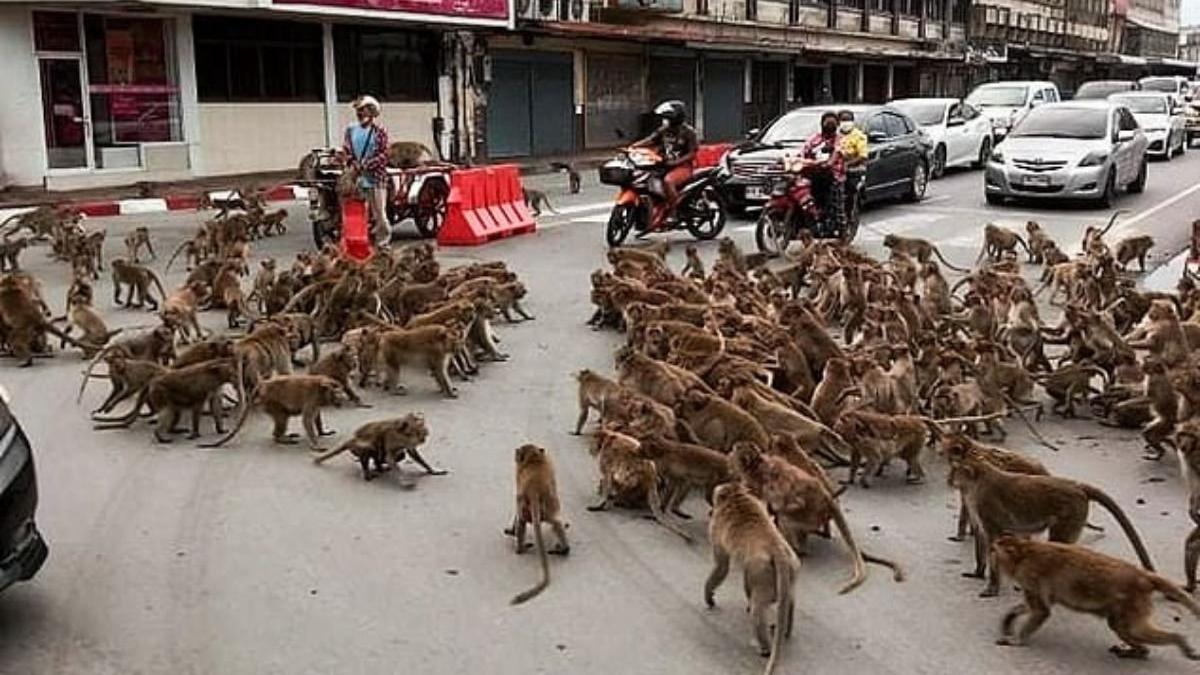 imagini cu doua bande rivale de maimute care s au razboit in plina strada animalele s au batut pe