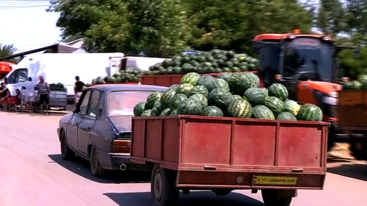 recolte pepeni romanesti scazut inundatii