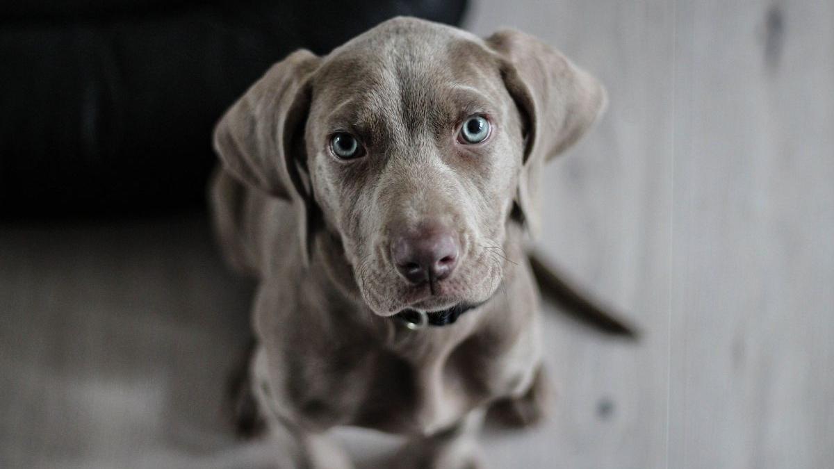 proiect revolutionar premiat concurs money is funny 2021 caini depistare cancer