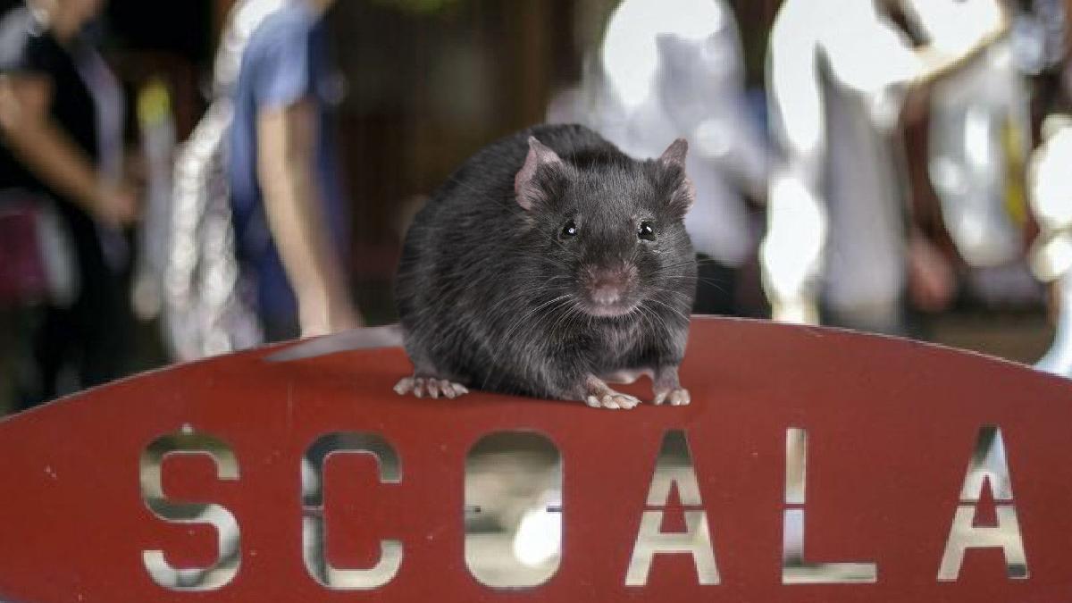 alerta de sobolani in scoli plan dezinsectie si deratizare bucuresti