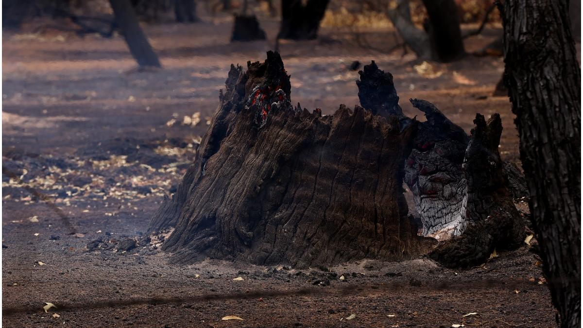 bulgaria incendii vegetatie