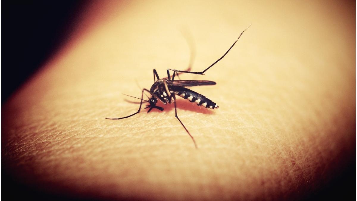 reteta solutie tantari facuta acasa