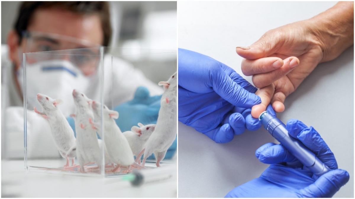 sperante vindecare diabet implant rezultate extrordinare soareci