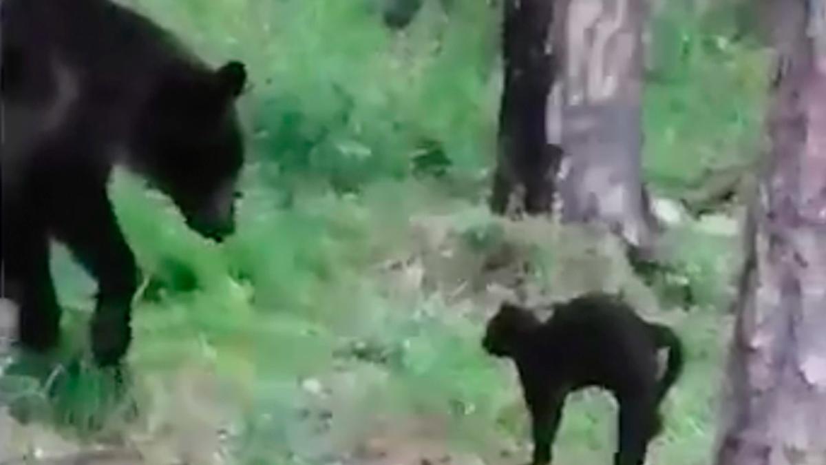 motanul vasya pune pe fuga urs petrecere pescari padure rusia