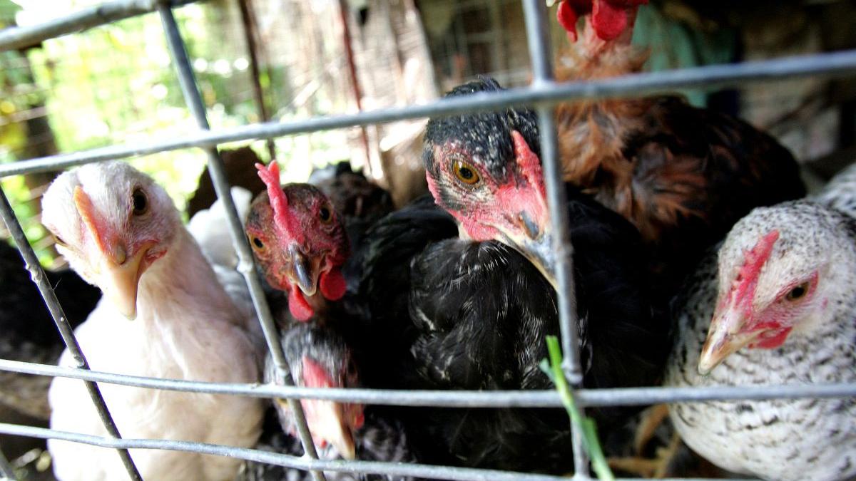 animale ferma custi comisia europeana