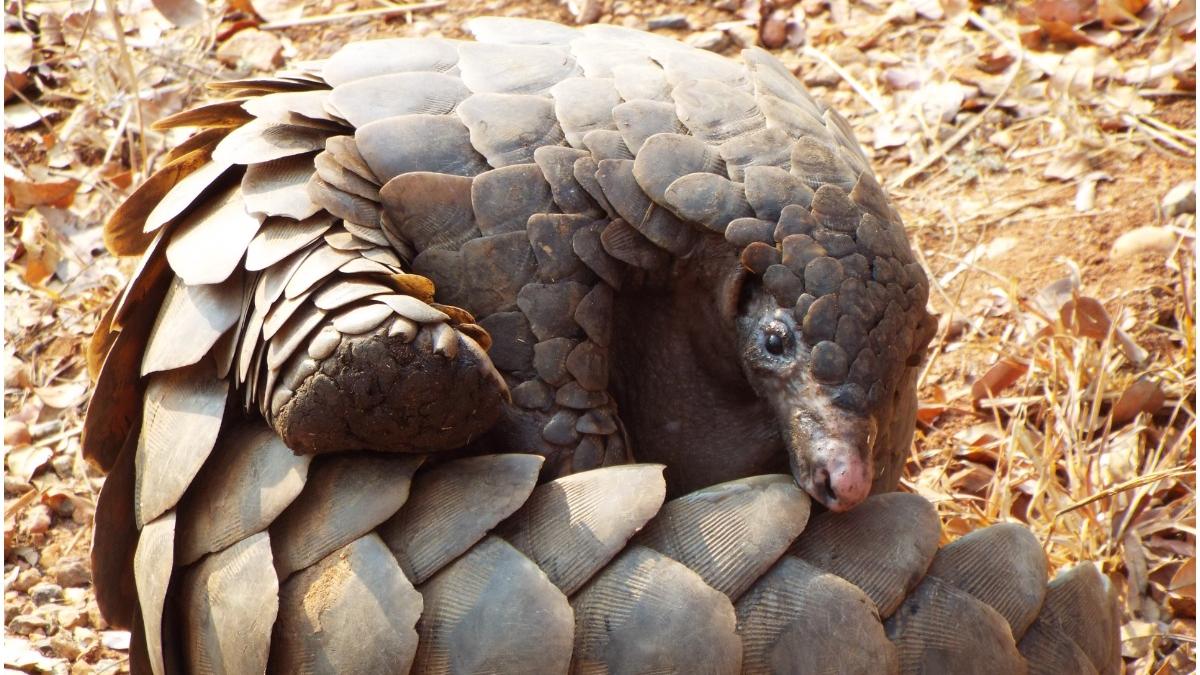 captura solzi pangolin nigeria