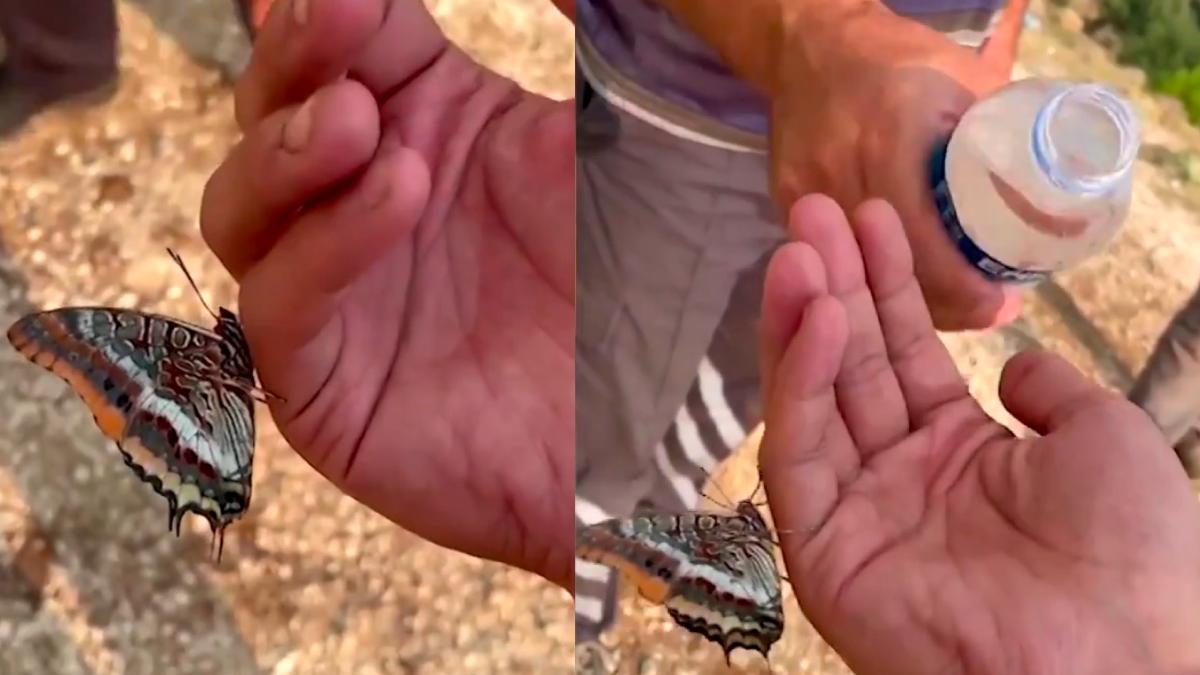 un fluture bea apa din mana unuia din salvatorii care lupta cu flacarile turcia