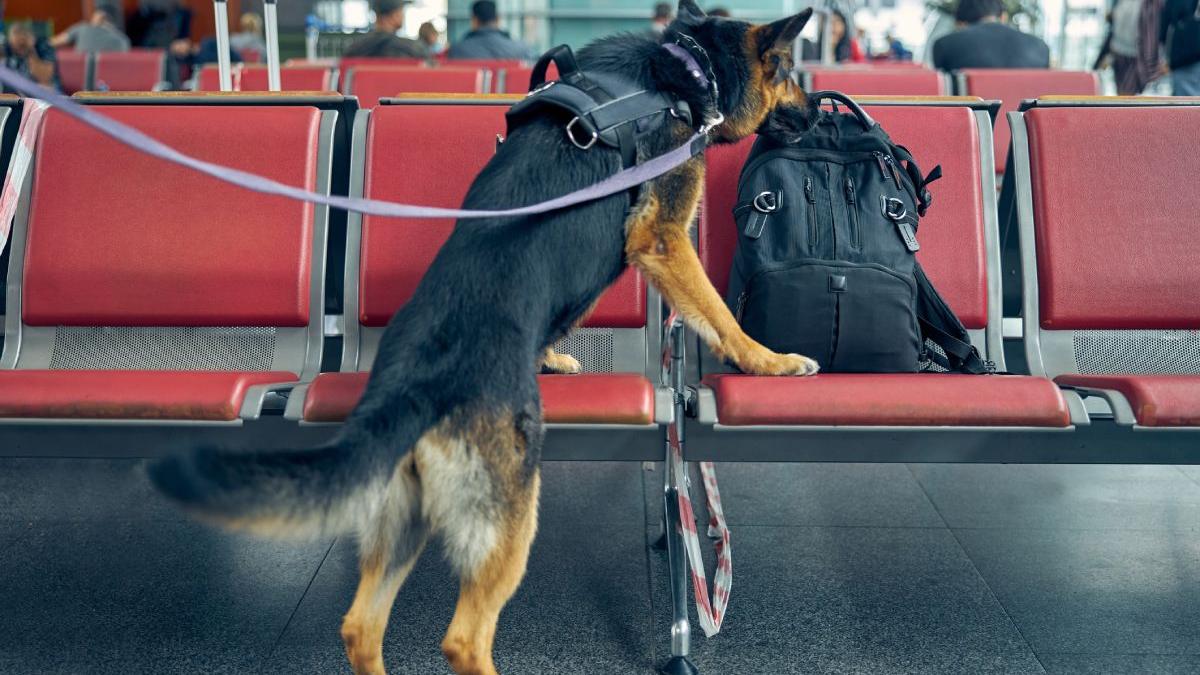caine de miros aeroportul sibiu depistat pasager vaccinat testat pozitiv covid 19
