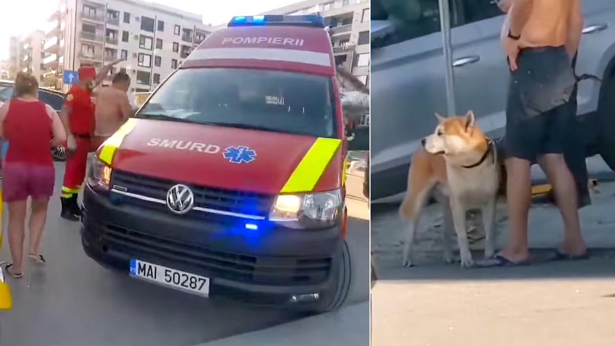 copil muscat fata caine mamaia