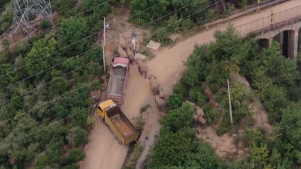 elefanti asiatici china yunnan oameni evacuati